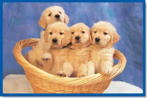 Little Doggies Dogs By Tomax Puzzles