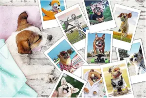 Dogs on Holiday Collage By Trefl