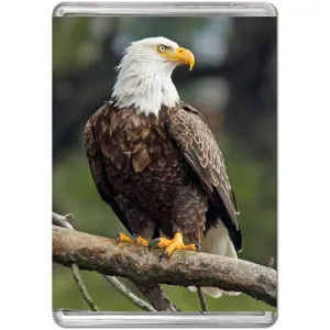 Bald Eagle Mini Puzzle Father's Day By Pigment & Hue
