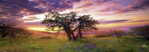 Oak Tree Sunrise & Sunset Panoramic Puzzle By Heye
