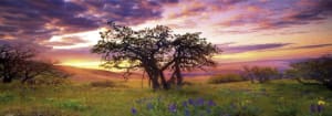Oak Tree Sunrise & Sunset By Heye