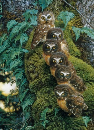 Family Tree Birds By Cobble Hill