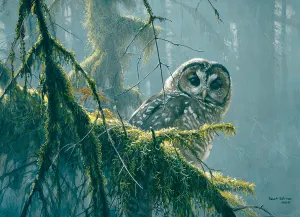 Mossy Branches - Spotted Owl Birds By Cobble Hill