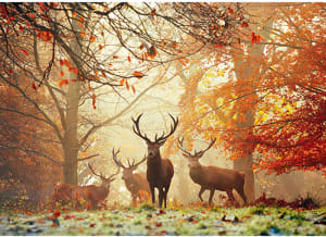 Stags Forest By Heye