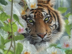 Orchid Haven (Collin Bogle) Big Cats