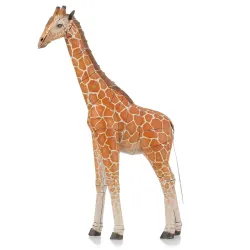 Giraffe Animals