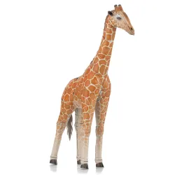 Giraffe Animals