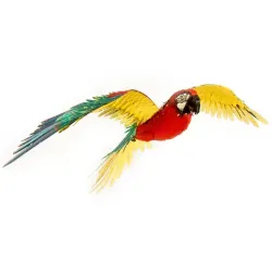 Parrot Premium Series Birds