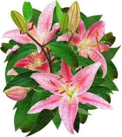 I Am Lily Flower & Garden