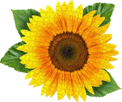 I Am Sunflower Flower & Garden