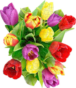 I Am Tulip Flower & Garden