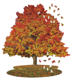 I AM SUGAR MAPLE Fall