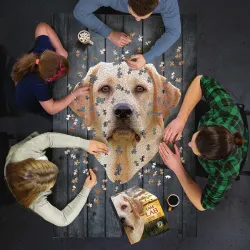 I AM LAB - Scratch and Dent Dogs