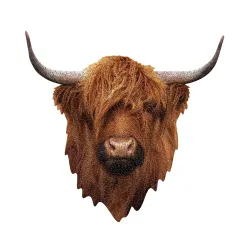 I Am Highland Cow Animals