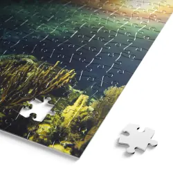 BLANC: Below the Surface Sea Life