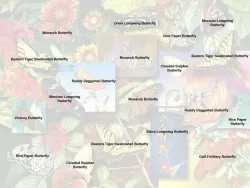 Butterfly Garden Butterflies and Insects