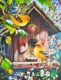 Home Tweet Home - Scratch and Dent Birds