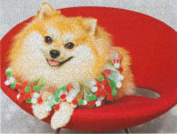 Jingle Bells Limited Release Dogs