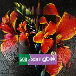 Maderna Canna Lily Flower & Garden