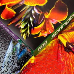 Maderna Canna Lily Flower & Garden