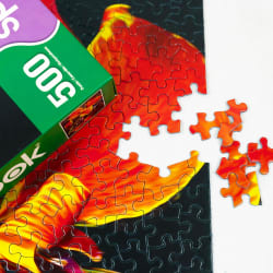 Maderna Canna Lily Flower & Garden