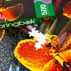 Maderna Canna Lily Flower & Garden