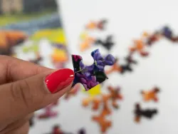 Highland Cows in the Countryside Animals