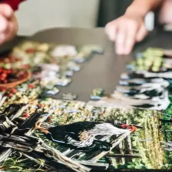 Barnyard Animals Farm Animal