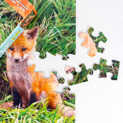 Fox Pups Den Animals