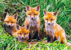 Fox Pups Den Animals