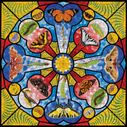 David Cohen: Butterfly Rose Window Butterflies and Insects