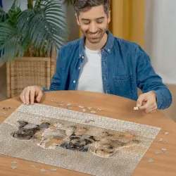 American Staffordshire Terriers Dogs