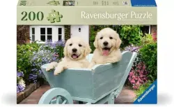 Golden Retriever Dogs