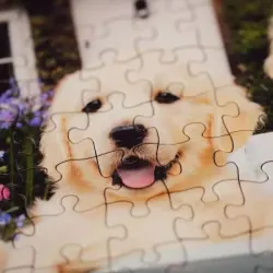Golden Retriever Dogs