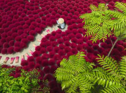 A Sea of Red Flower & Garden