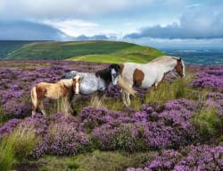 Wild Horses in the Heather Horse