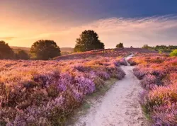Pink Pathway Flower & Garden