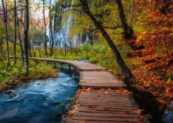 Autumnal Wooden Trail Fall
