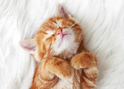 Cute Kitten Sleeping Cats