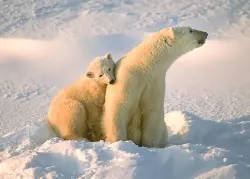 Polar Bear with Cub  Bear