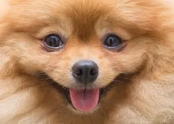 Pomeranian Puppy Dogs