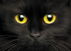 Cute Muzzle of A Black Cat Cats