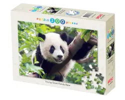 Young Giant Panda Bear Animals