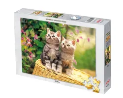 Kittens Cats