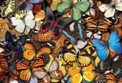 Colorful Butterflies Butterflies and Insects