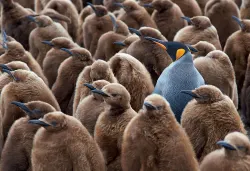 Adult King Penguin & Chicks Birds