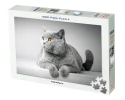 British Shorthair Cat Cats