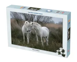 White Stallions Horse