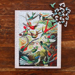 Hummingbirds (Trochilidae) Birds