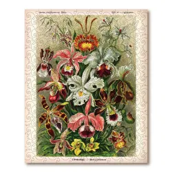 Orchids Flower & Garden